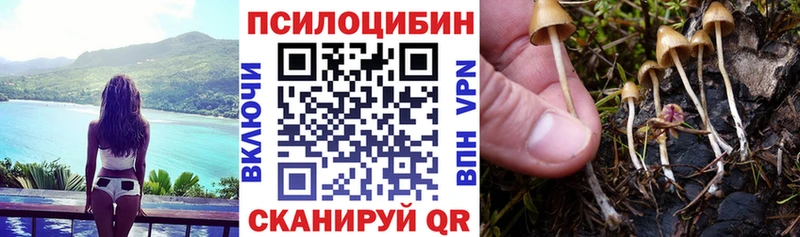 Псилоцибиновые грибы Psilocybe  как найти   Суворов 